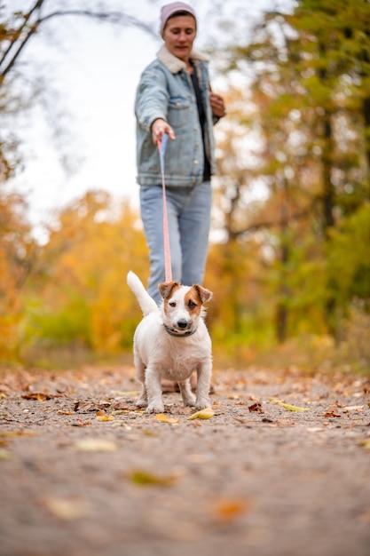 Jack Russell está tirando de la correa. Mujer caminar con perro en el parque otoño