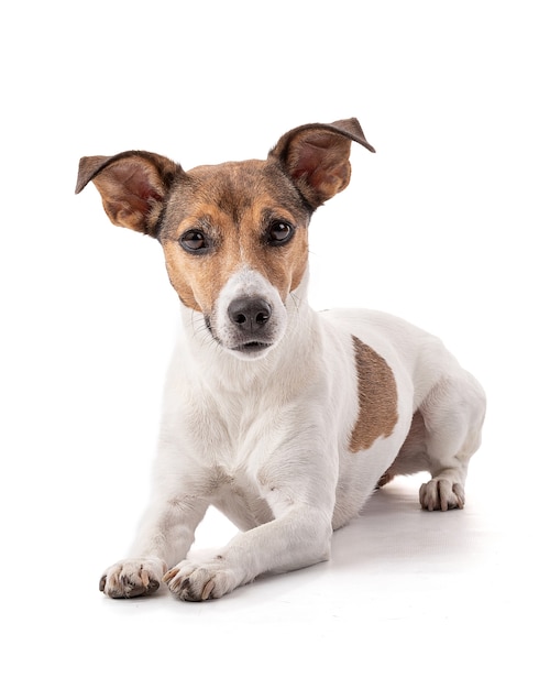 Jack Russell en estudio sobre fondo blanco.