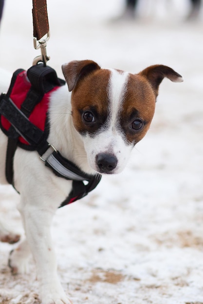 Jack Russell führt brav das Wintertraining durch