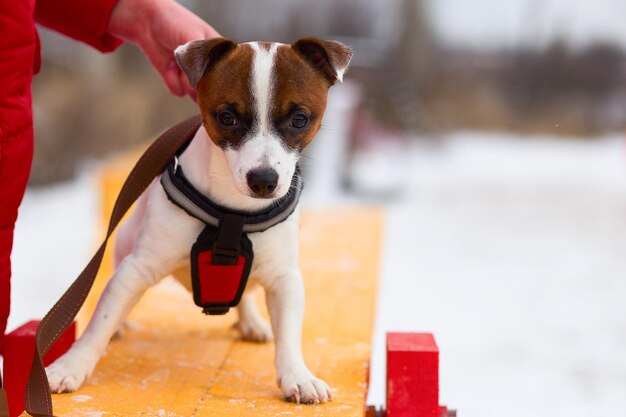 Jack Russell führt brav das Wintertraining durch