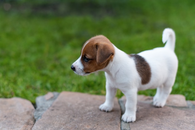 Jack Russell Hund auf Graswiese. Kleiner Welpe geht im Park im Sommer spazieren