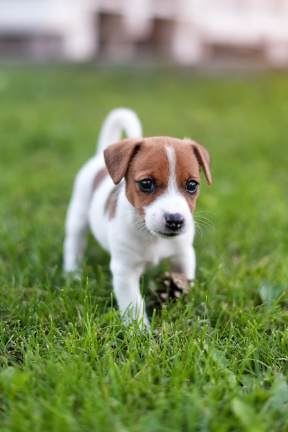 Jack Russell Hund auf Graswiese. Kleiner Welpe geht im Park im Sommer spazieren