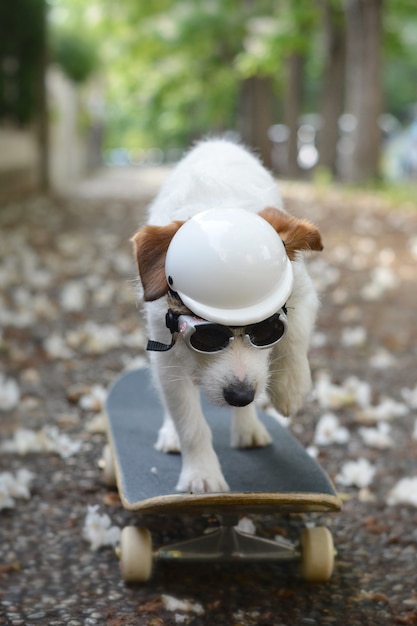 JACK RUSSELL HUND AUF SKATEBOARD TRAGEN EINEN HELM UND SONNENBRILLEN