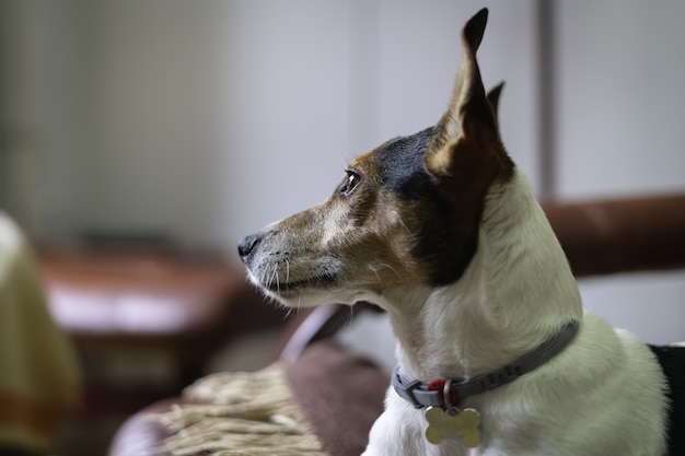 Jack russell hund im profil mit gespitzten ohren nach draußen schauen.