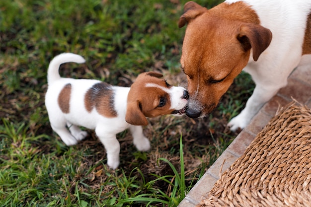 Jack Russell Hunde spielen auf Graswiese. Welpe und erwachsener Hund draußen im Park, Sommer.