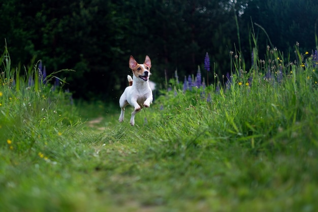 Jack Russell in der Luft