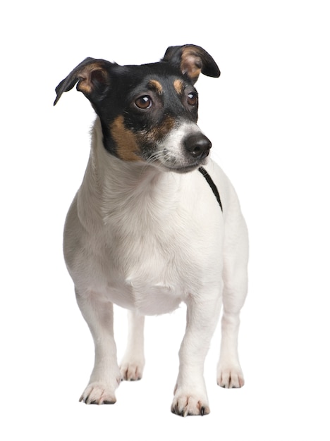 Jack Russell mit 3 Jahren.