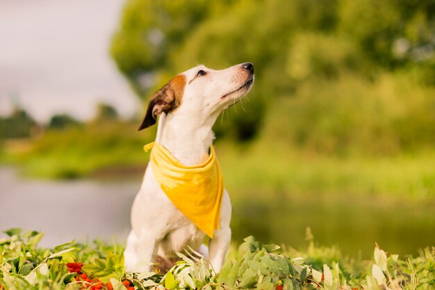 Jack Russell mit einem Kranz auf dem Kopf des Ascheherbstes