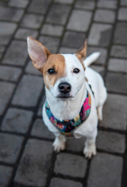 Jack russell na calçada