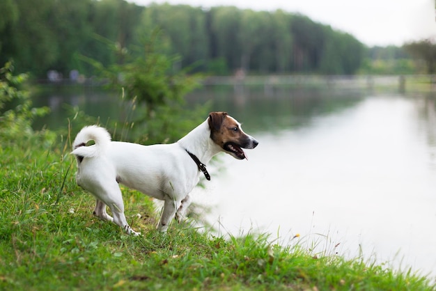 Jack Russell nas margens do rio