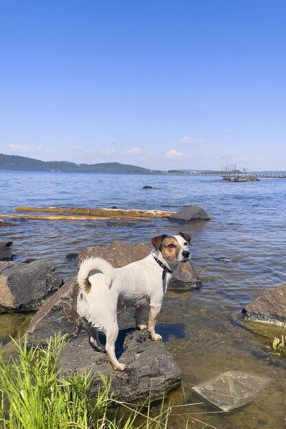 Jack Russell nas rochas à beira-mar