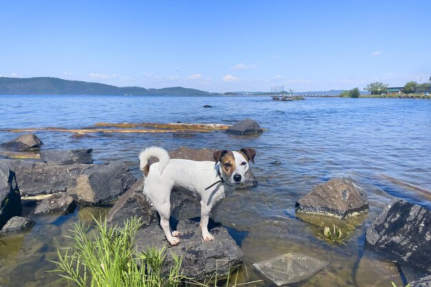 Jack Russell nas rochas à beira-mar