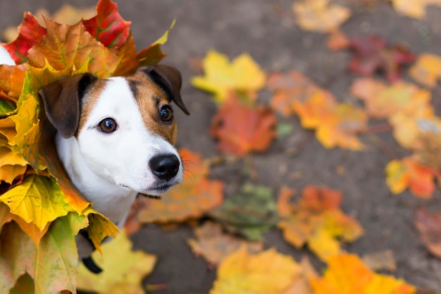 Jack Russell en otoño