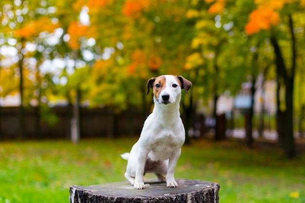 Jack Russell en el parque de otoño