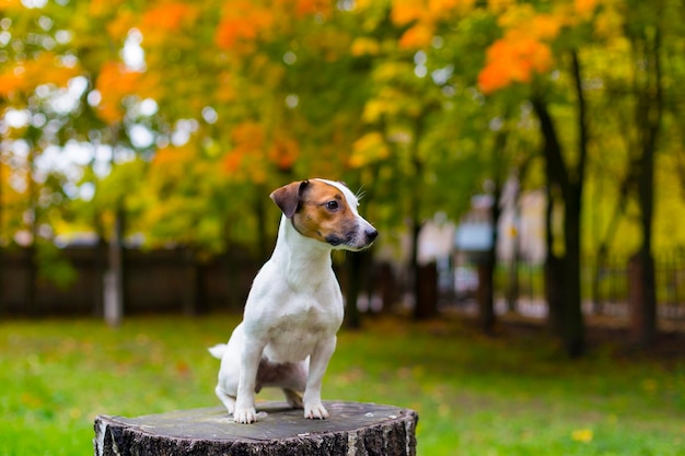 Jack Russell en el parque de otoño