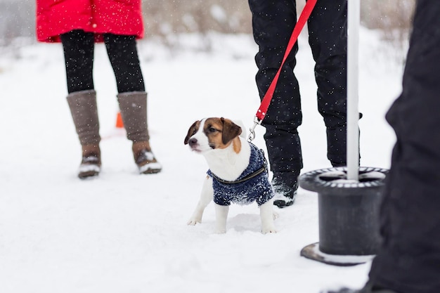 Foto jack russell de paseo en invierno