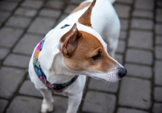 jack russell en el pavimento