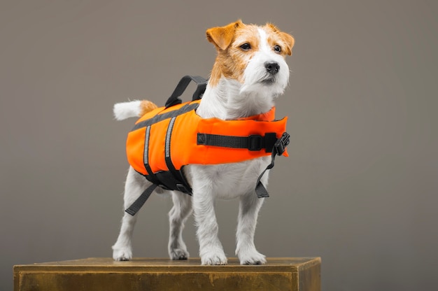 Jack Russell con pedigrí disfrazado de salvavidas Malibu se encuentra sobre un pedestal en el estudio