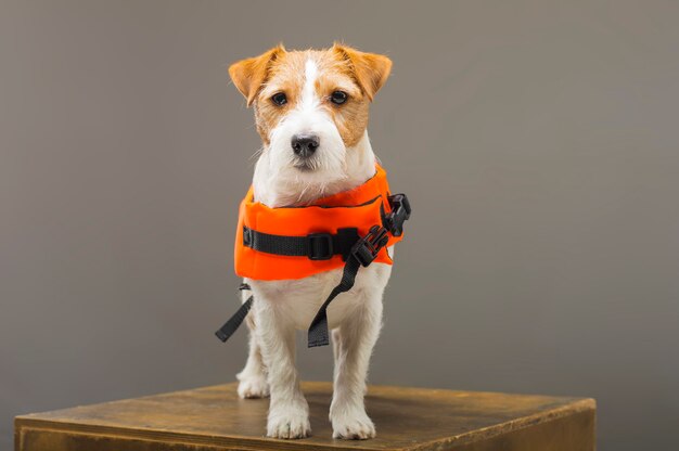 Jack Russell con pedigrí disfrazado de salvavidas Malibu se encuentra sobre un pedestal en el estudio