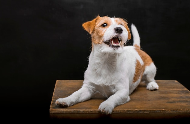 Jack Russell, de pedigrí, yace sobre un pedestal en el estudio y bosteza con gracia mientras mira a la cámara.