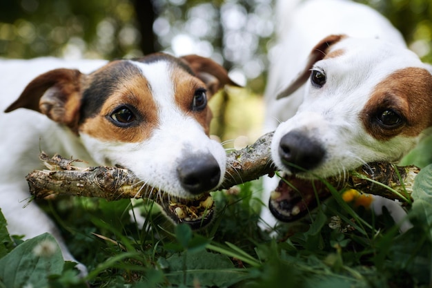 Jack russell se pelea por un palo