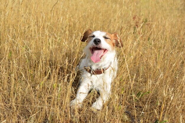 JACK RUSSELL PERLA LENGUAJE EN EL CALOR DE VERANO