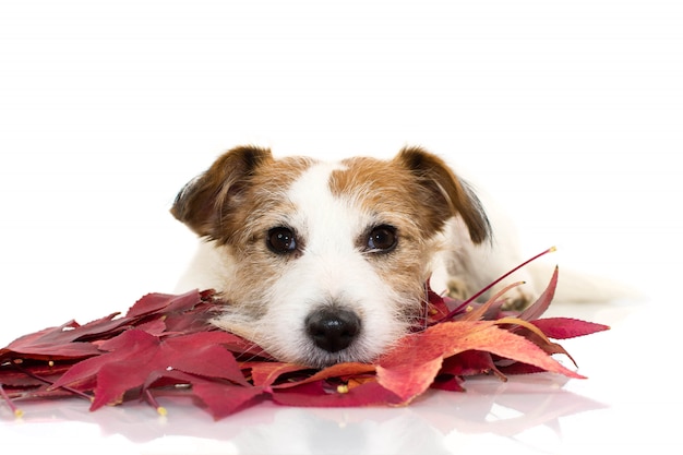 Jack russell perro acostado jugando con hojas rojas de otoño