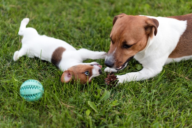 Jack Russell perros jugando en el prado de hierba. Cachorro y perro adulto afuera en el parque, verano.