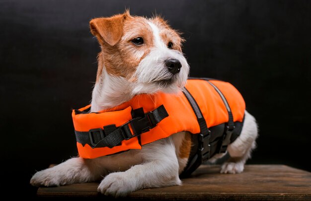 Jack russell de pura raza está acostado sobre un pedestal en el estudio y mirando a la cámara