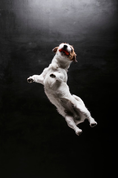 Jack Russell de pura raza se juega con la pelota en el estudio