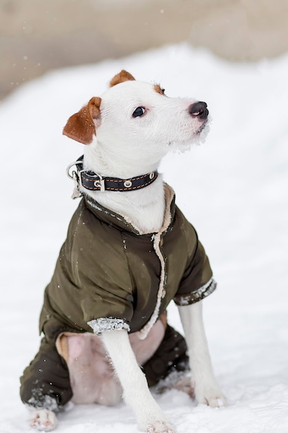 Jack Russell en ropa de invierno