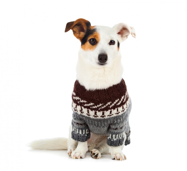 Jack russell sentado com camisola