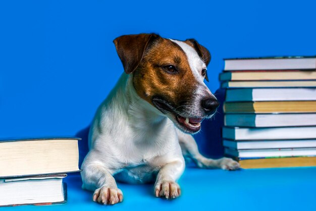 Foto jack russell sobre un fondo azul y libros