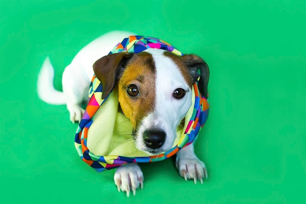 Jack Russell sobre un fondo verde curioso