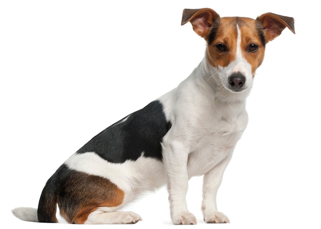 Jack Russell Terrier, 12 Monate alt, sitzt