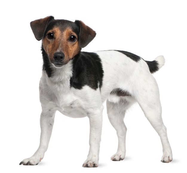 Jack Russell Terrier, 3 años. Retrato de perro aislado