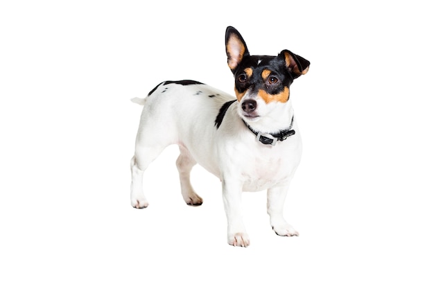 Foto jack russell terrier aislado en blanco