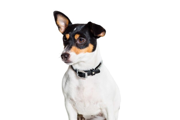 Jack russell terrier aislado en blanco