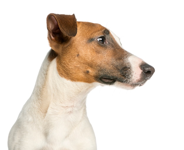 Jack Russell Terrier aislado en blanco