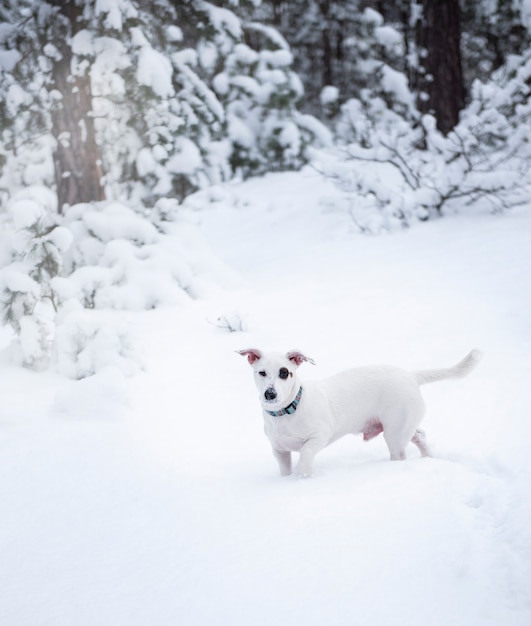 Jack Russell terrier al aire libre en la nieve del invierno