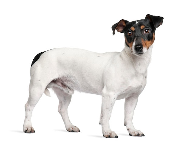 Jack Russell Terrier año