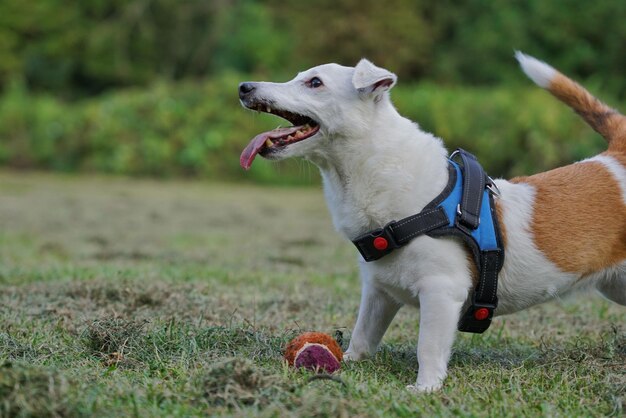 Jack Russell Terrier con arnés para perros jugando con una pelota en el parque del jardín