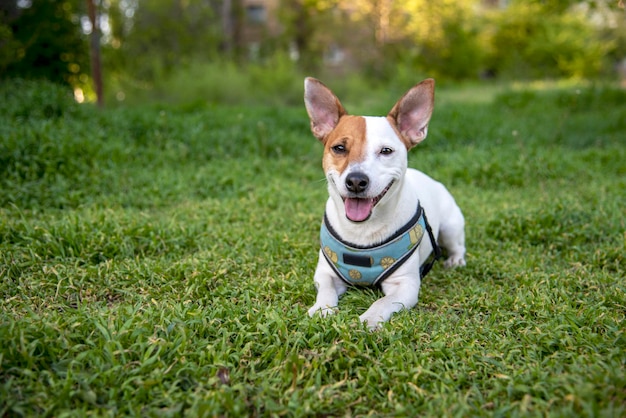 Jack Russell Terrier auf dem Rasen