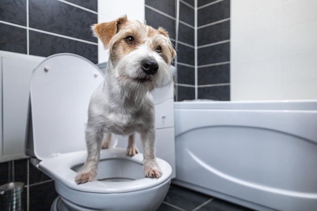 Jack Russell Terrier se para en el baño en un inodoro blanco Se ve una concha en el fondo Perro orinando y cagando