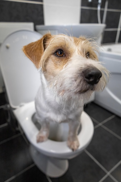 Jack Russell Terrier se para en el baño en un inodoro blanco