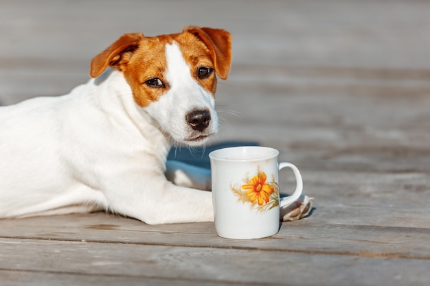 Jack Russell Terrier bebe de taza