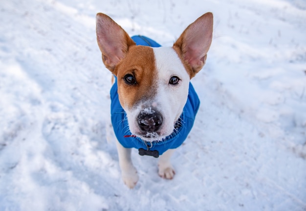 Jack Russell Terrier bicolor sentado en la nieve afuera con un chaleco azul y un collar rojo con un colgante en forma de hueso negro, mira a la cámara con una nariz en la nieve.