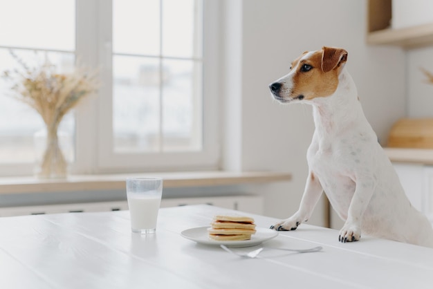 Jack russell terrier blanco y marrón mantiene las patas en la mesa blanca, quiere comer panqueques, tiene hambre, posa en la cocina. Pet scrounges postre. Animales, comer concepto