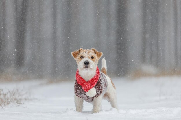 Jack Russell Terrier se para en el bosque Nevando Un perro con una bufanda roja festiva con un bubón y un suéter marrón contra el telón de fondo de los árboles Concepto de Navidad