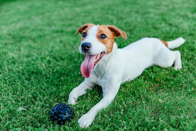 Jack Russell Terrier brinca com bola